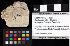 Foto (Objket + Etiketten) von Cracensigillatus gracilirostrus (Robins, Feldmann & Schweitzer, 2013) 